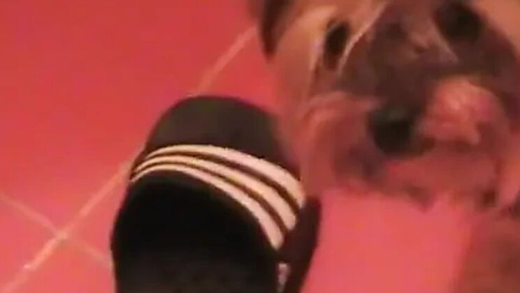 Nessa Devil Hot Couple Sex - Day in Life POV Blowjob & Eating Pussy