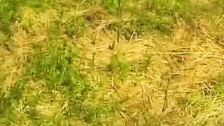 Hairy MILF Blonde Outdoor Casting - Bushy Mature Beauty Has Fun